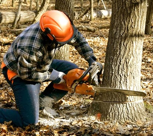 Tree Removal in Mereta, TX